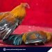Violators of illegal cockfighting in Aborlan, still at large