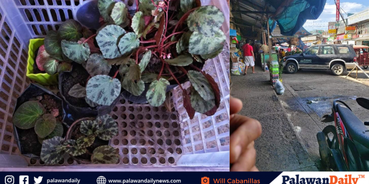 Botanist raises concerns on illegal trade activities of Palawan’s endemic plants