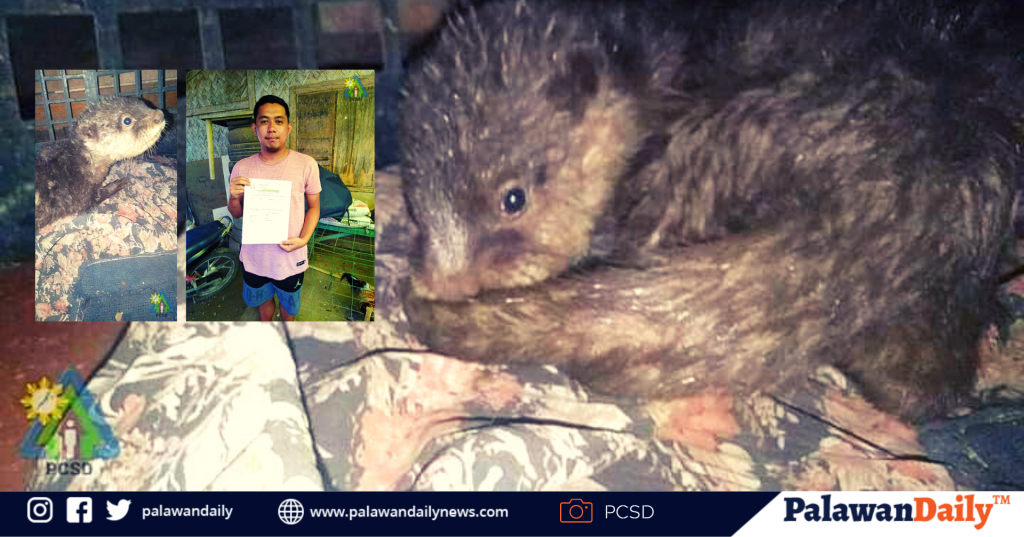 Batang otter, isinauli sa PCSDS