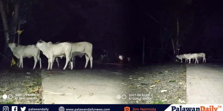 Mga bakang nagkakalat sa highway ng Narra tuwing gabi, ikinabahala ng mga motorista