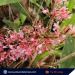 The new species, Medinilla ultramaficola, has been published as endemic to Puerto Princesa, Palawan