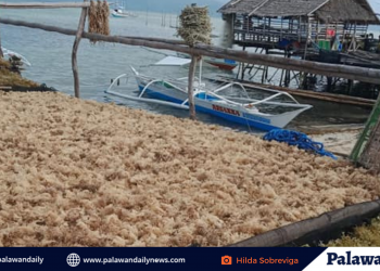 GIFA, nais ipainspeksyon ang dagat ng Green Island Roxas, Palawan sa BFAR