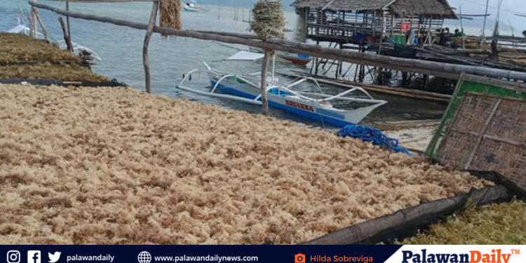 GIFA, nais ipainspeksyon ang dagat ng Green Island Roxas, Palawan sa BFAR