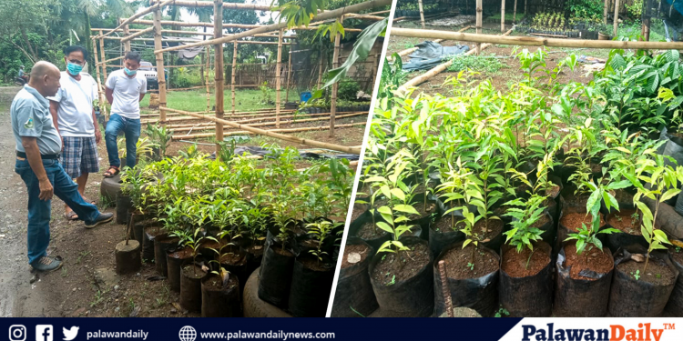 Local farmers urged to plant Aquilaria to produce agarwood