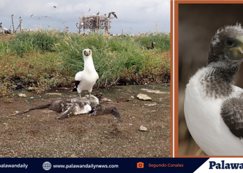 Nag-iisang Filipino juvenile masked booby sa Tubbataha, natagpuang wala nang buhay