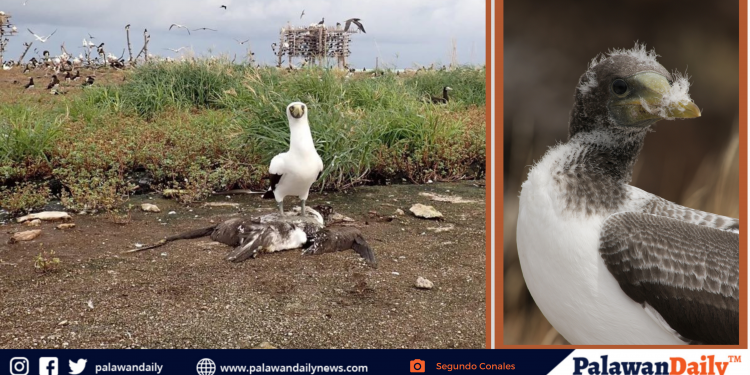Nag-iisang Filipino juvenile masked booby sa Tubbataha, natagpuang wala nang buhay