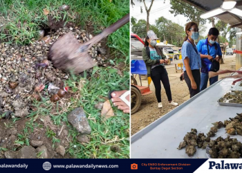 Bantay Dagat instensifies shellfish ban due to presence of Red Tide in Puerto Princesa City