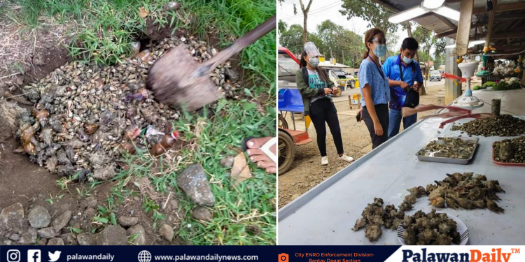 Bantay Dagat instensifies shellfish ban due to presence of Red Tide in Puerto Princesa City