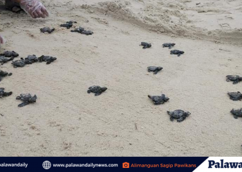 ASP, ibinalik sa dagat ang 88 Olive Ridley sea turtles