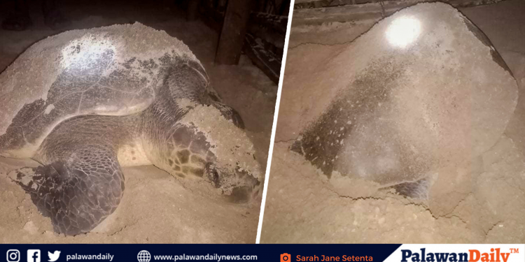 Pawikan, nangitlog sa gilid ng isang bahay sa Green Island