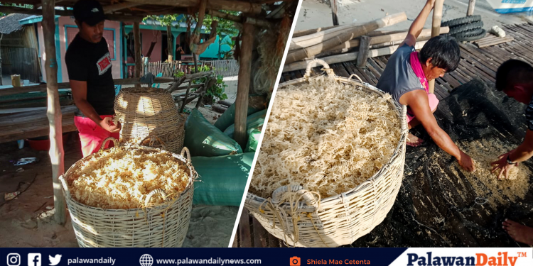 Biglaang pagkatunaw ng seaweeds sa Green Island, iimbestigahan na ngayong linggo