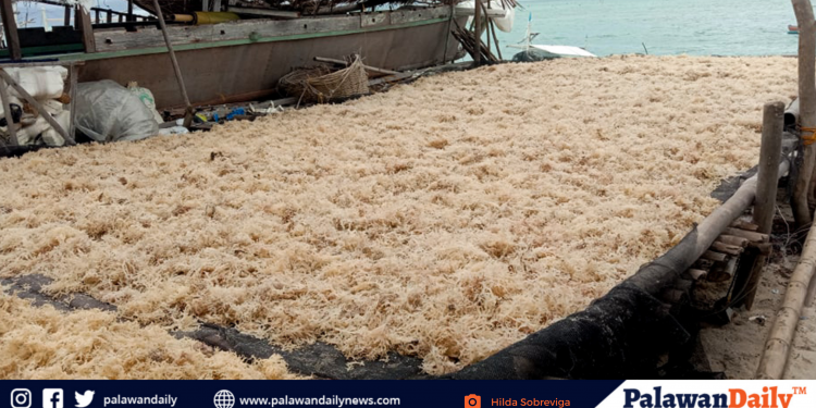 Pagbabago sa temperatura ng tubig, nakikitang dahilan sa pagkatunaw ng seaweeds sa Green Island