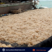 Pagbabago sa temperatura ng tubig, nakikitang dahilan sa pagkatunaw ng seaweeds sa Green Island