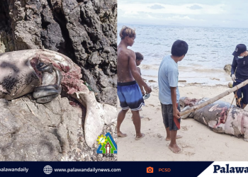 Dugong, natagpuang patay sa Bayan ng Taytay, Palawan