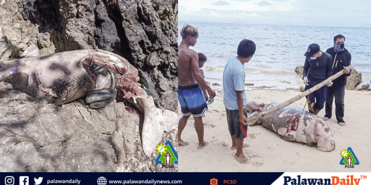 Dugong, natagpuang patay sa Bayan ng Taytay, Palawan
