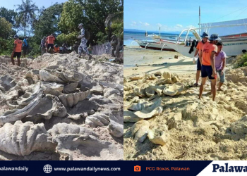Kapitan ng Johnson Island sa Roxas, Palawan, nahulihan ng mga Giant Clam Shells at Bakawan