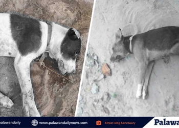 3 aso na namatay sa San Vicente, Palawan, nilason – Street Dog Sanctuary