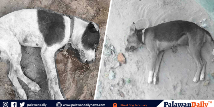 3 aso na namatay sa San Vicente, Palawan, nilason – Street Dog Sanctuary