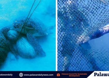 13 sea turtles trapped in fish corrals, released