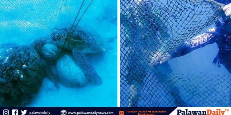 13 sea turtles trapped in fish corrals, released