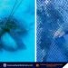 13 sea turtles trapped in fish corrals, released