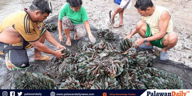 Tahong growers sa Taytay, labis ang saya dahil negatibo na sa red tide ang Malampaya Sound