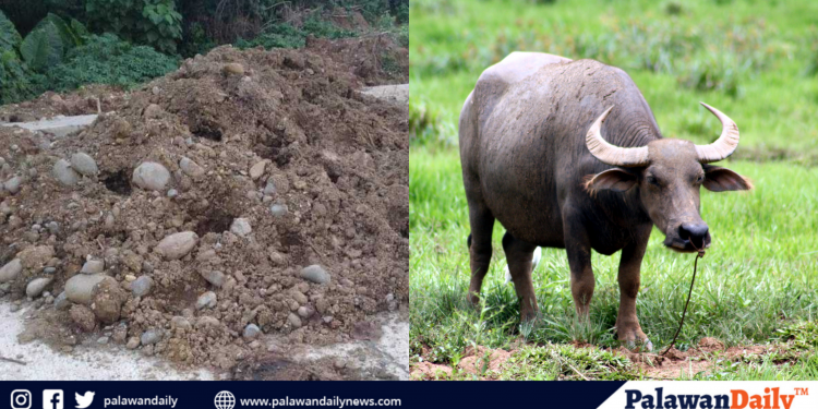 3 kalabaw, ninakaw sa Bayan ng Narra