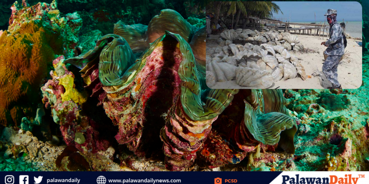 Trading of ‘taklobo’ is unlawful-PCSD