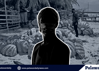 Grupo ng isang doktor sa Palawan na involved sa pangungulekta ng taklobo, wala umanong legal authority