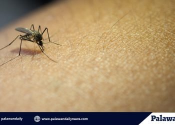 Kaso ng dengue sa Palawan, umabot na sa mahigit 200 ngayong Abril