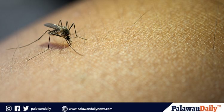 Kaso ng dengue sa Palawan, umabot na sa mahigit 200 ngayong Abril