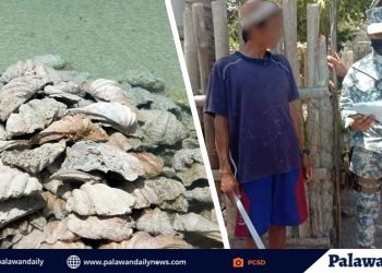 P1.2-B halaga ng taklobo shells, nakumpiska sa Green Island, Roxas