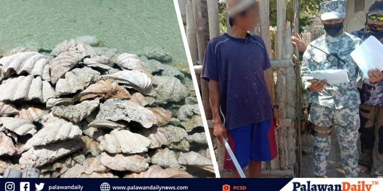 P1.2-B halaga ng taklobo shells, nakumpiska sa Green Island, Roxas