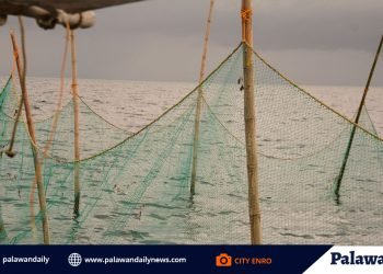 City ENRO probes baklads’ potential impacts to the environment