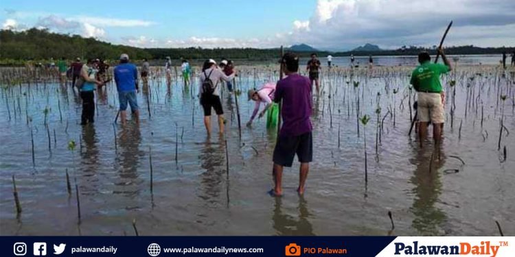 5,000 mangrove propagules, itinanim sa Quezon kaugnay ng Pista ng Kalikasan