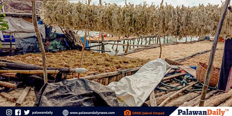 Seaweed farmers na naapektuhan ng natunaw ng mga pananim, hindi pa rin lubos na nakakabangon