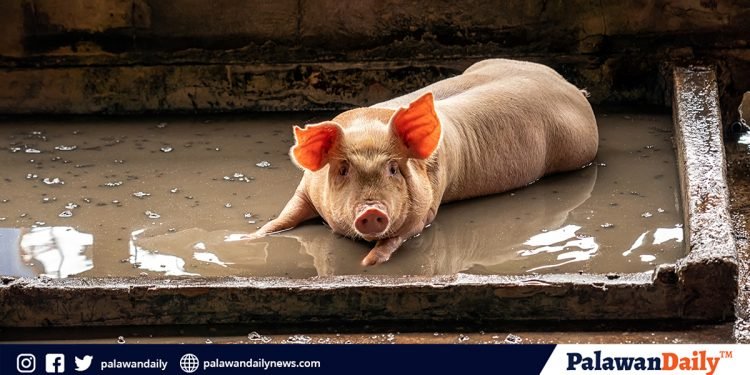 Land bank, DBP offers credit facility to swine industry