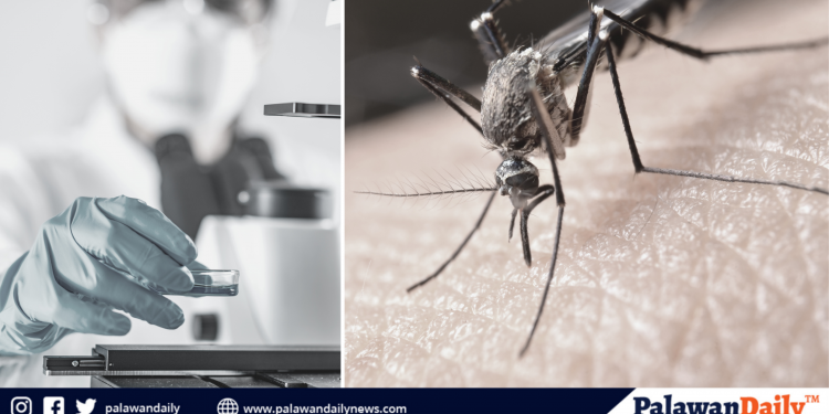 DOST to launch first-ever cure for dengue in 2022