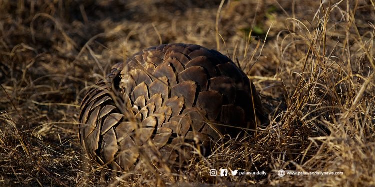 25-year Conservation strategy book for Palawan Pangolins published