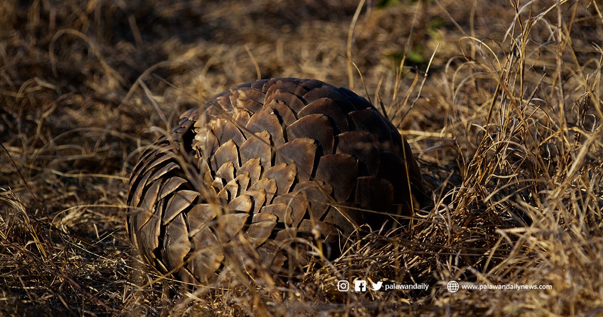 25-year Conservation Strategy Book For Palawan Pangolins Published