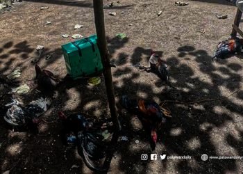 Tatlong lalaki arestado dahil sa tupada sa bayan ng Brooke’s Point