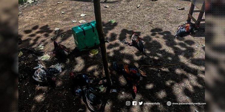 Tatlong lalaki arestado dahil sa tupada sa bayan ng Brooke’s Point