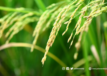 Sangguniang Panlalawigan wants rice export ban lifted
