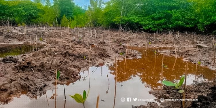 50 locals join mangrove tree-planting in Port Barton