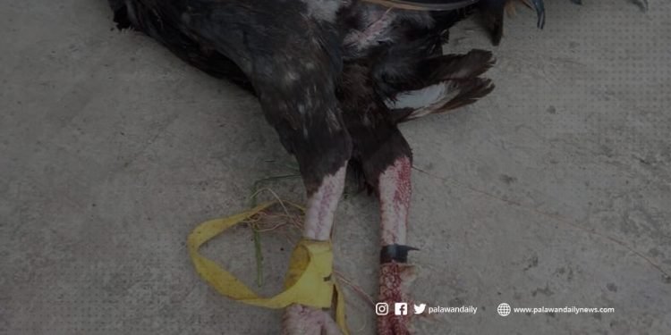 4 na lalaking nagpapasabong, nakatakas