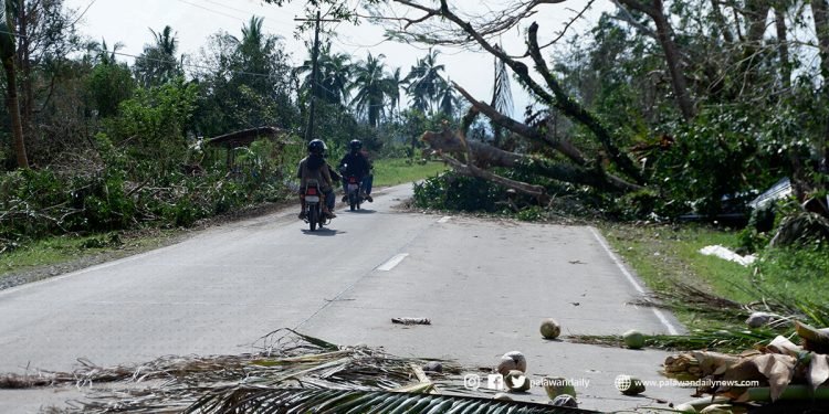 Advisory on the utilization of uprooted trees issued