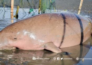 Dugong sumabit sa baklad, nailigtas sa Aborlan