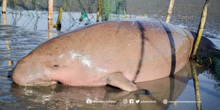 Dugong sumabit sa baklad, nailigtas sa Aborlan