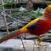 ‘Ibong Adarna’ spotted in Antique