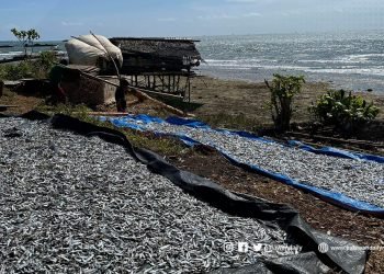 Palaweño fisherfolks dismayed over DA’s fish importation announcement